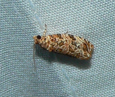 Labyrinth Moth - Phaecasiophora niveiguttana