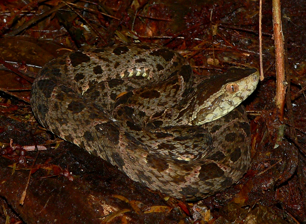 Terciopelo - <i>Bothrops asper</i>