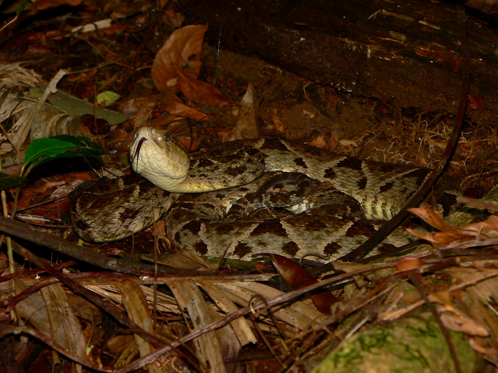 Terciopelo - <i>Bothrops asper</i>