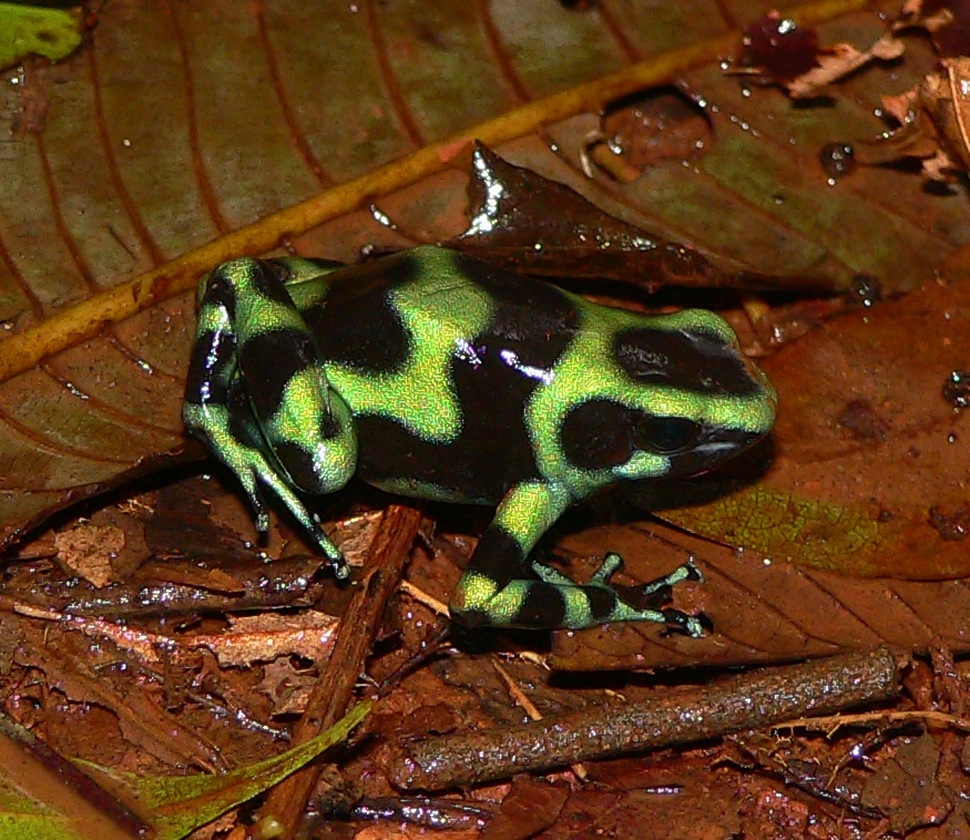 Green and Black Poison Frog - <i>Dendrobates auratus</i>