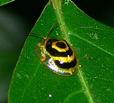 Tortoiseshell Beetle