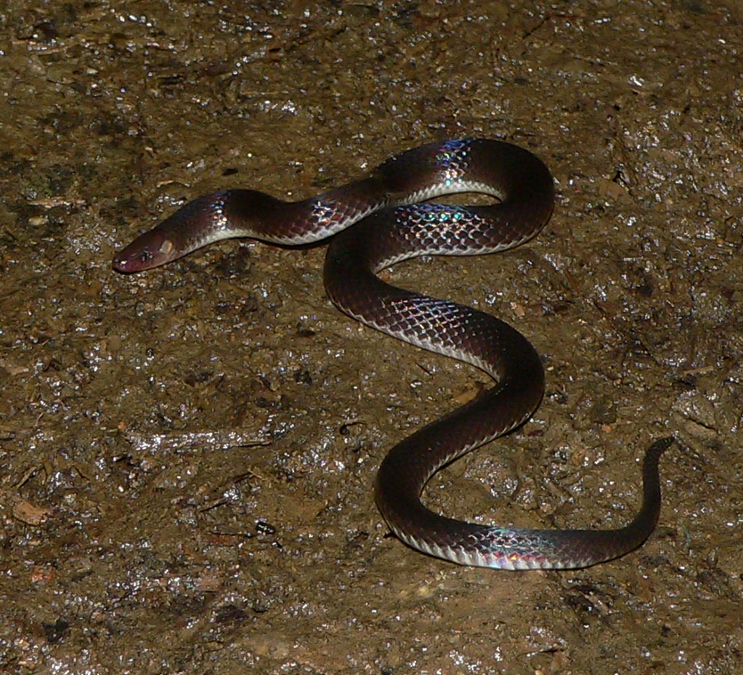 Hoffmanns Earthsnake - <i>Geophis hoffmanni</i>