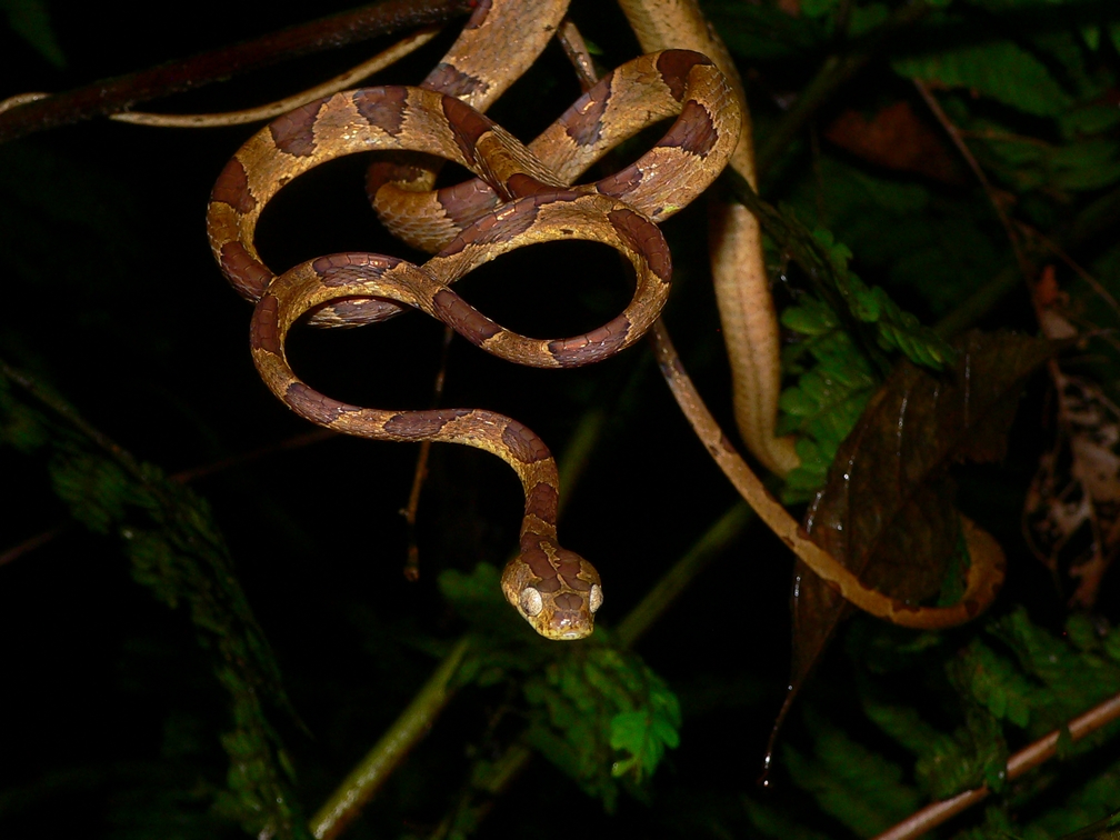 Blunt-headed Tree Snake - <i>Imantodes cenchoa</i>