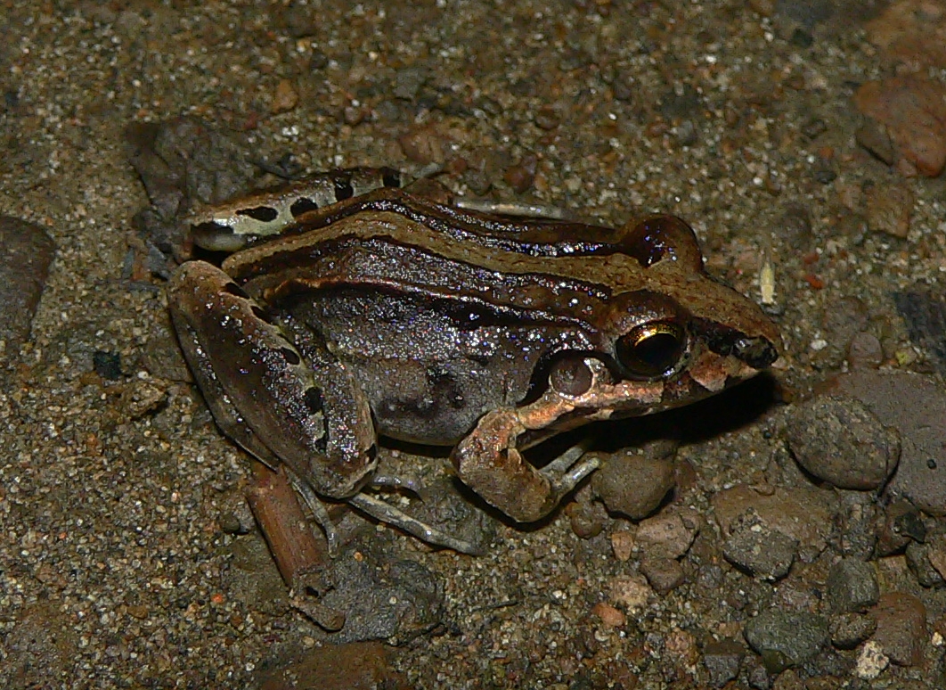 Frog - <i>Leptodactylus poecilochilus</i>