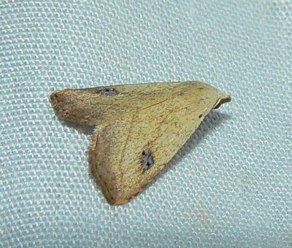 Spotted Grass Moth - <i>Rivula propinqualis</i>