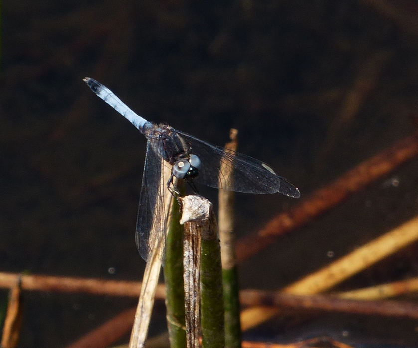 Little Blue Dragonlet - <i>Erythrodiplax miniscula</i>