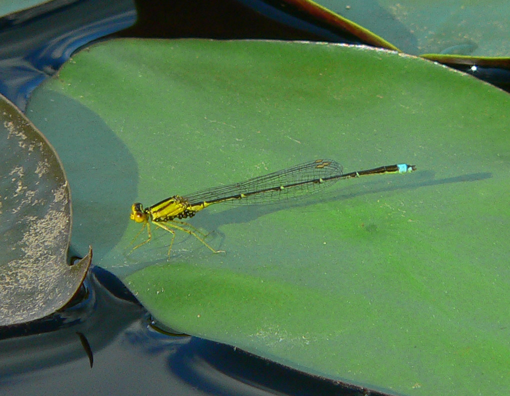 Vesper Bluet - <i>Enallagma vespersum</i>