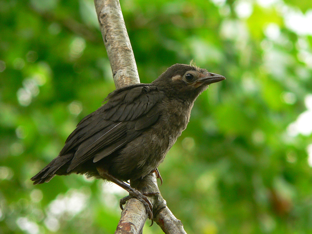 Juvenile Common Grackle - <i>Quiscalus quiscula</i>