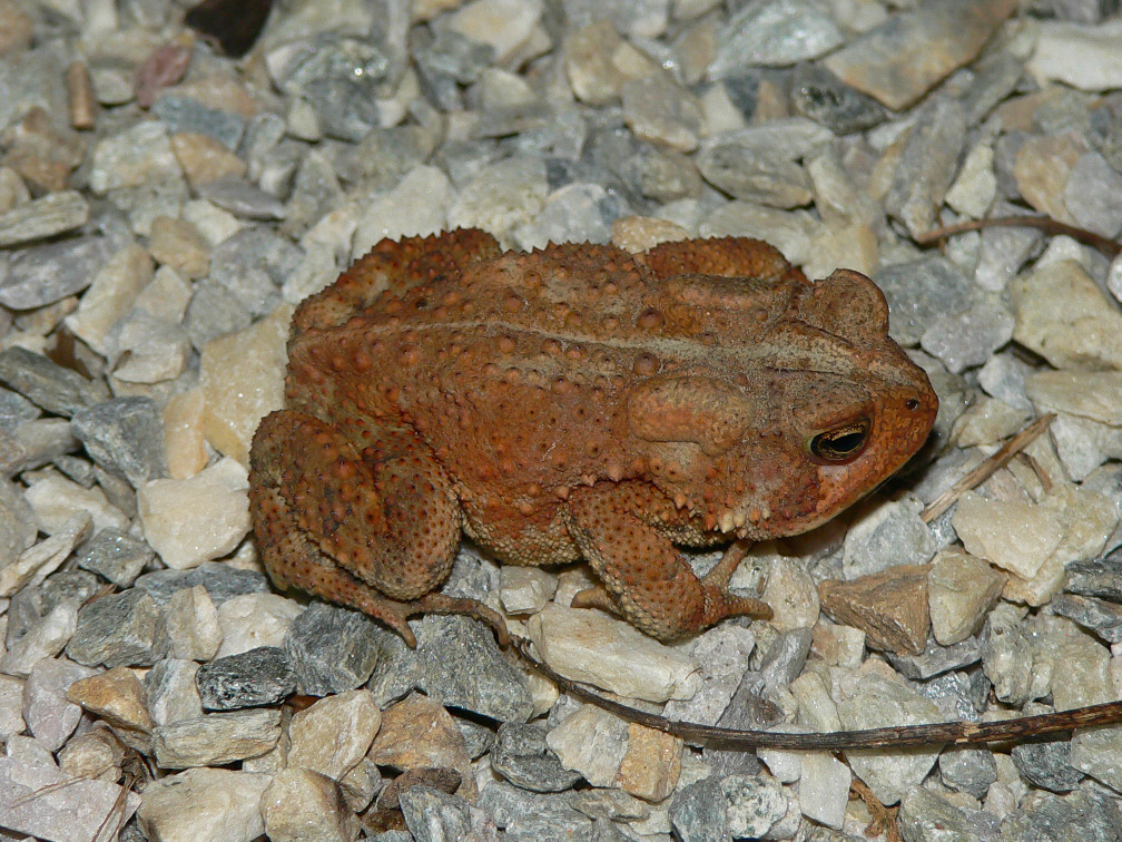 American Toad - <i>Anaxyrus americanus</i>
