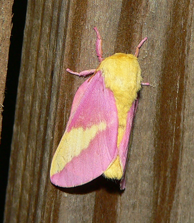 Rosy Maple Moth - <i>Dryocampa rubicunda</i>