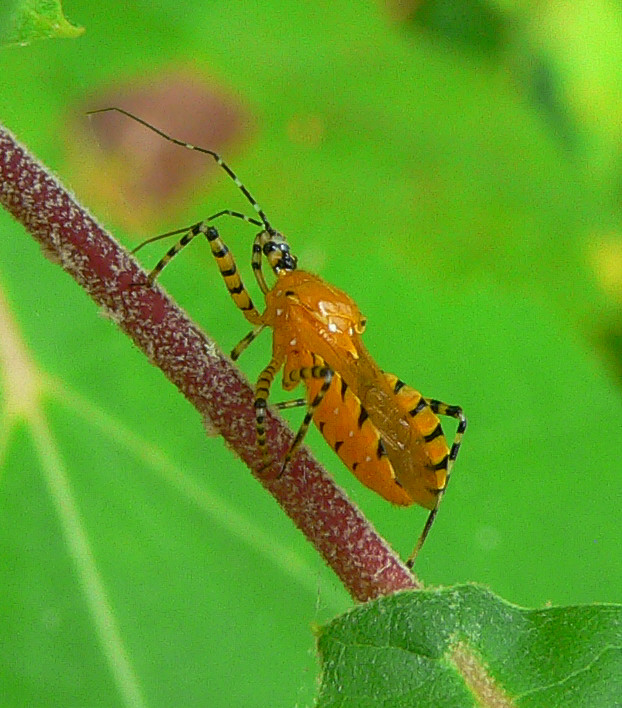 Assassin Bug - <i>Pselliopus</i>