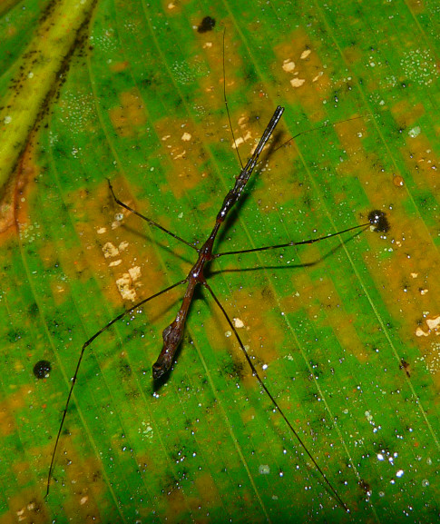 Thread-legged Assassin Bug