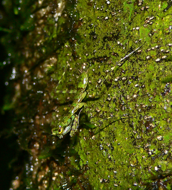 Mantis