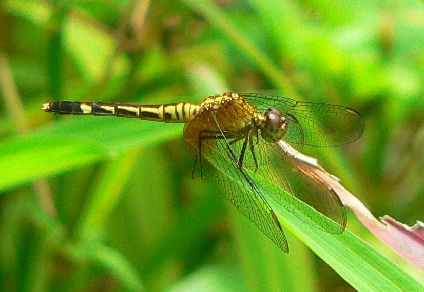 Red-mantled Dragonlet - <i>Erythrodiplax fervida</i>
