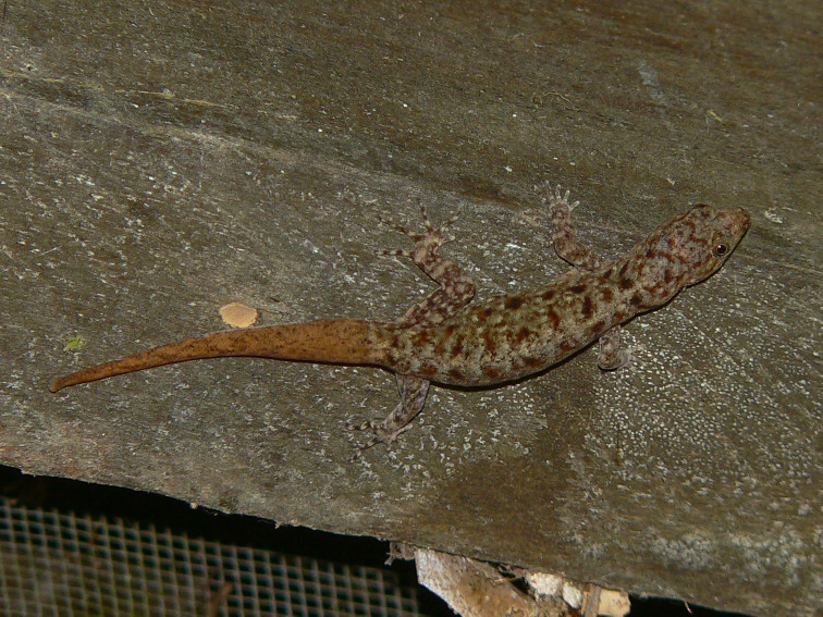 Gecko