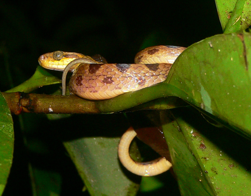 Cat-eyed Snake - <i>Leptodeira septentrionalis</i>