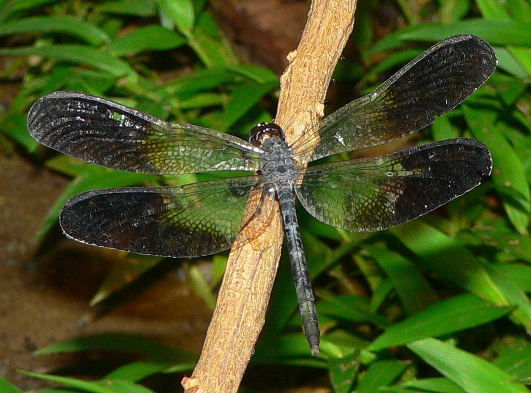 Dragonfly - <i>Uracis fastigiata</i>