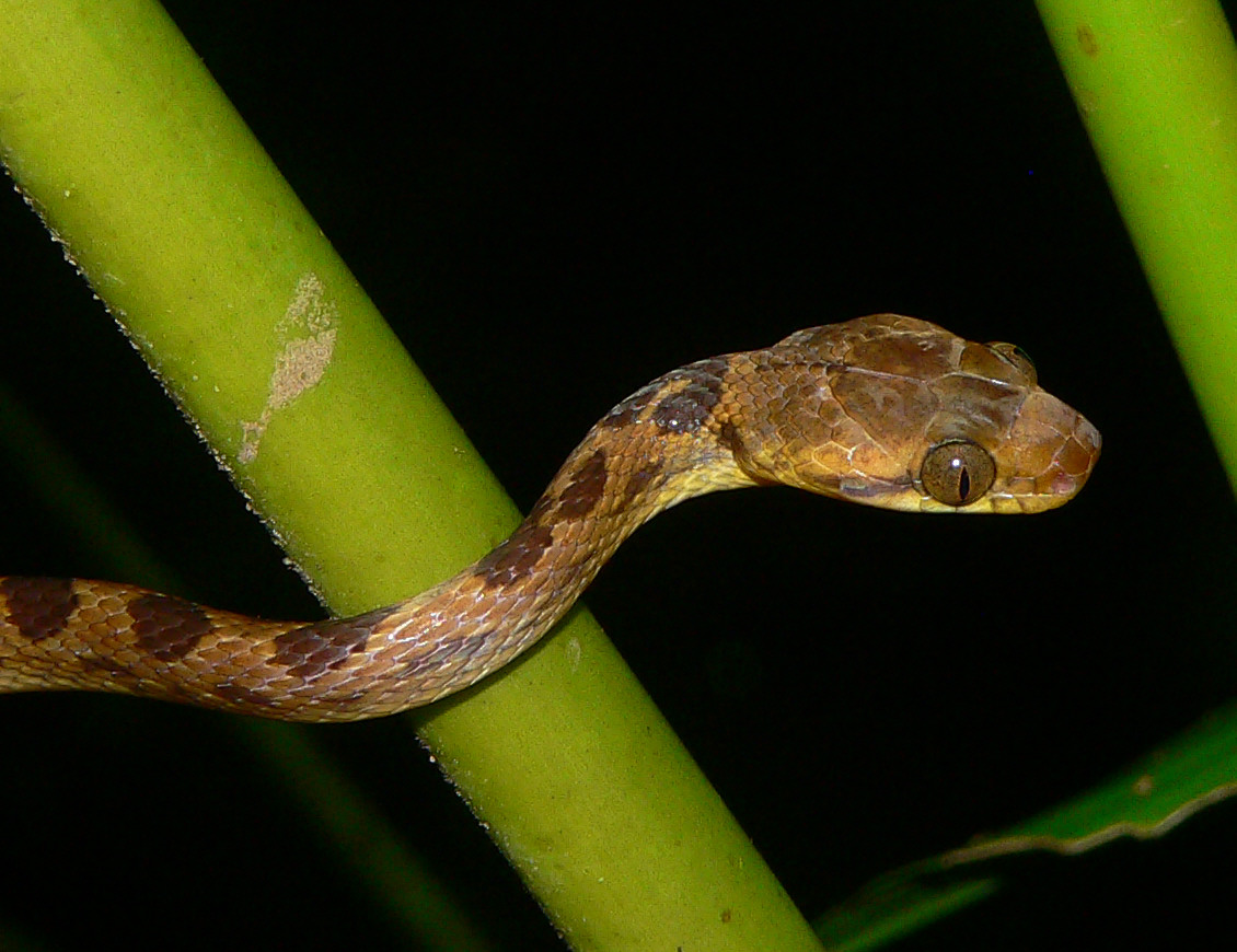 Cat-eyed Snake - <i>Leptodeira septentrionalis</i>