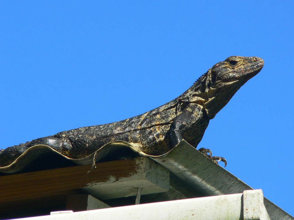 Spiny-tailed Iguana - <i>Ctenosaura similis</i>