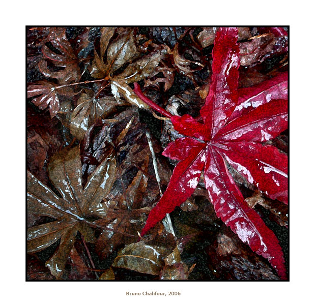 061119 Cover Leaf