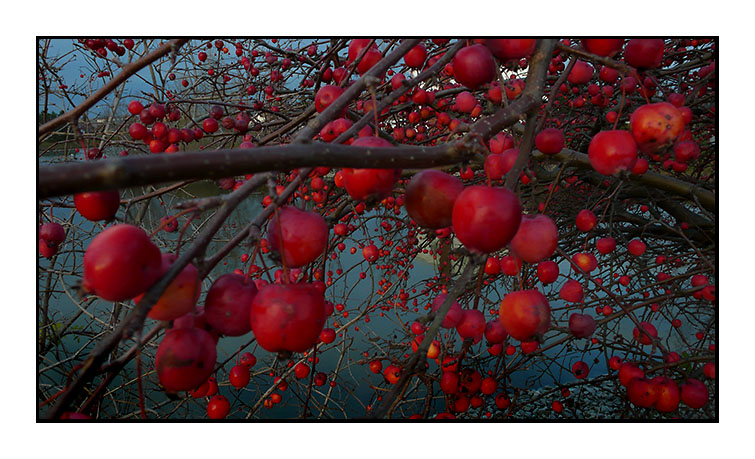 061129 CrabApples