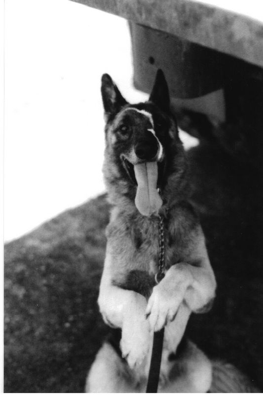 Jake-0X14 in his famous sitting high pose in the shade of a deuse and a half April 1972