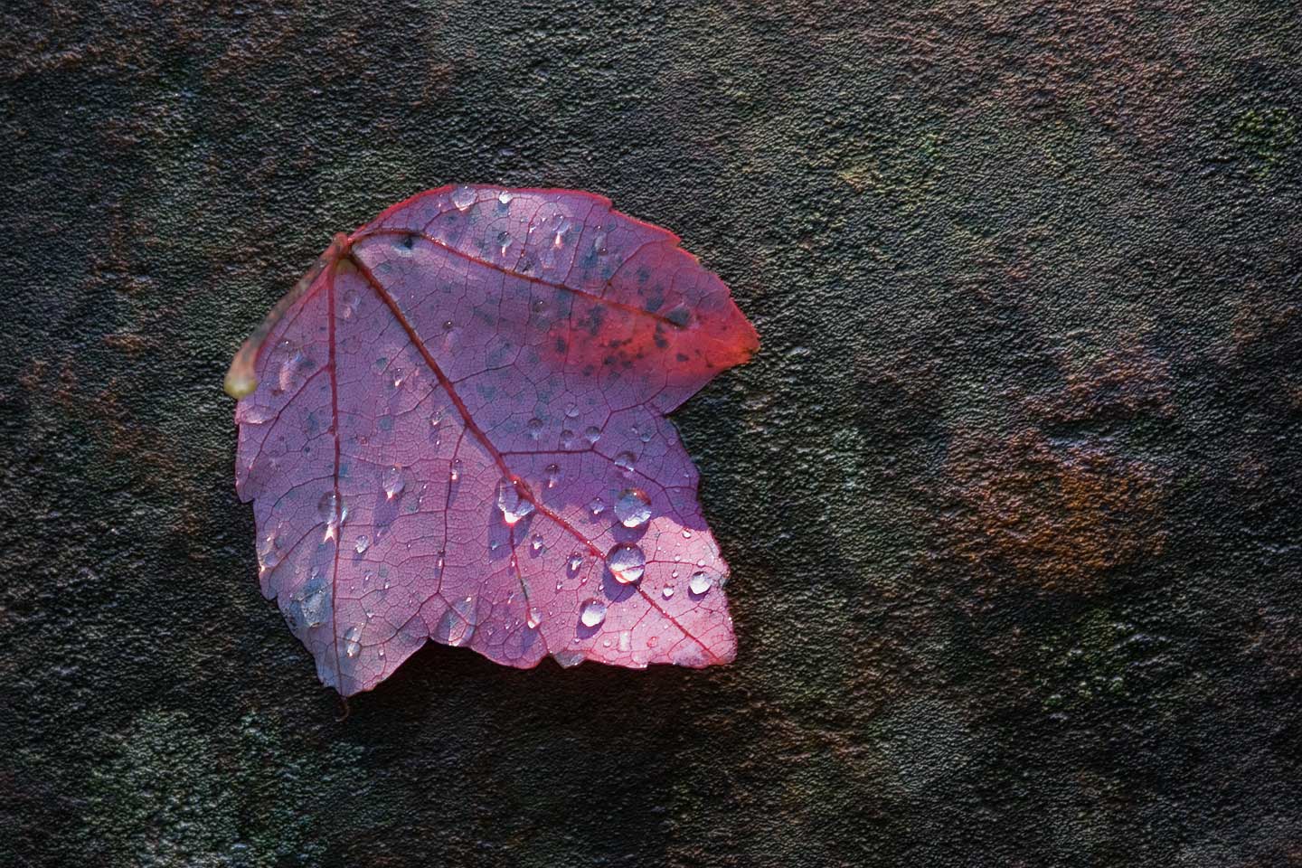 Red Leaf *.jpg