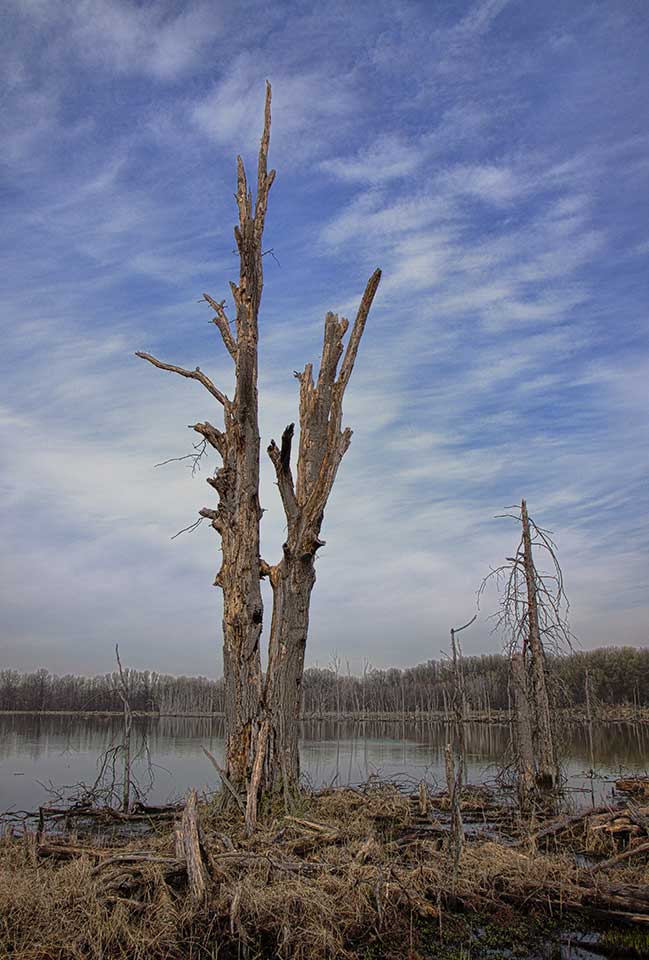 Barren Tree.jpg