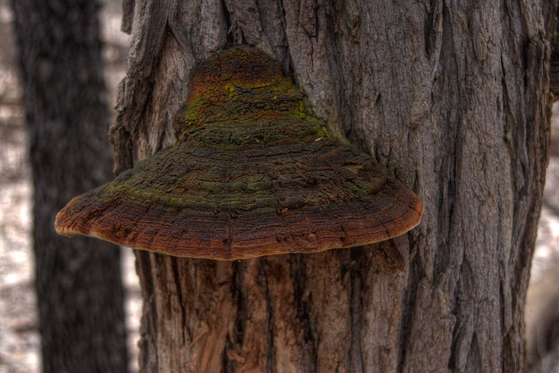 Tree Fungus *.jpg