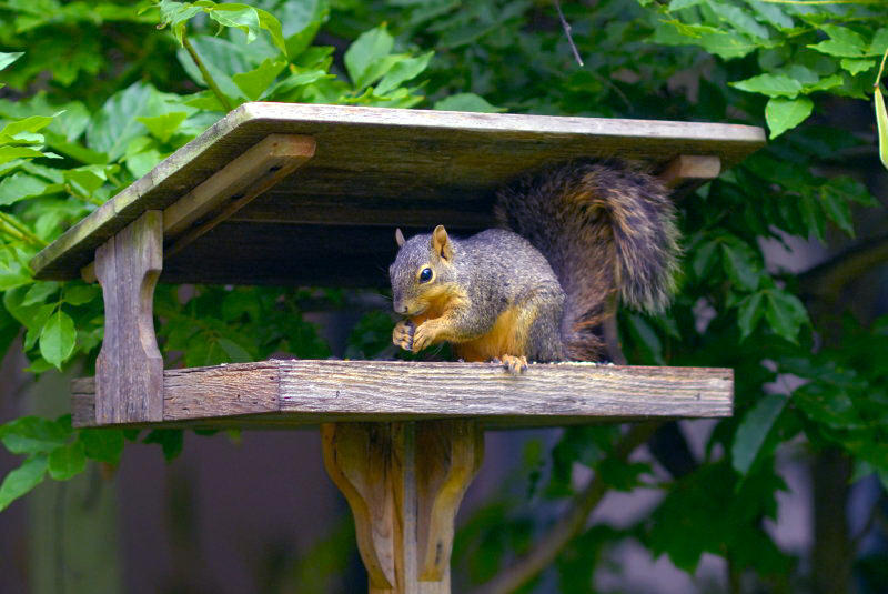Mikes Squirrel.jpg