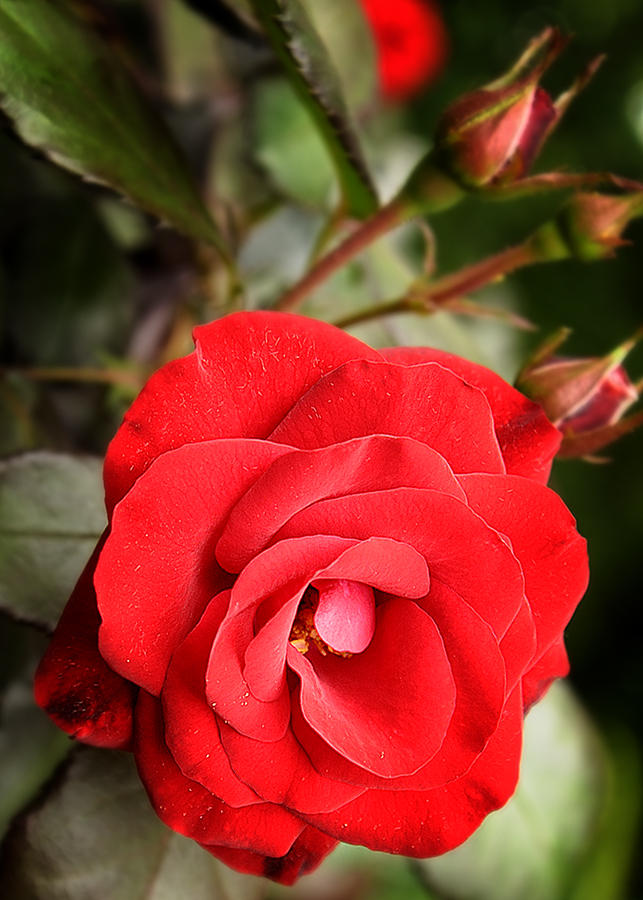 rose5x7 dr.jpg