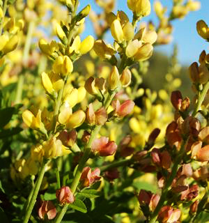 Baptisia 'Solar Flare' Prairieblues ™ PPAF