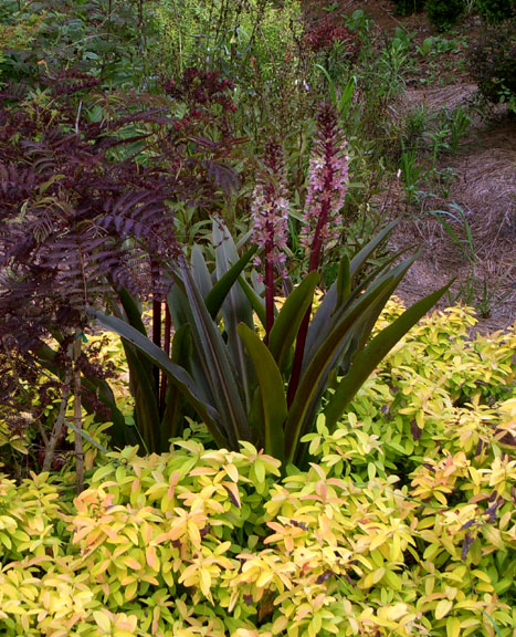 Eucomis comosa Sparkling Burgundy