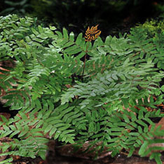 Royal Fern