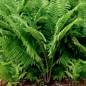 Ostrich Fern