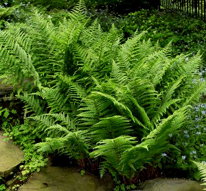 Lady Fern