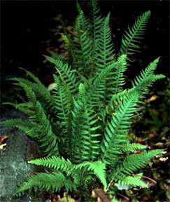 Japanese Beech Fern