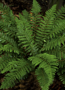 Hard Shield Fern