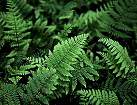 Robust Male Fern