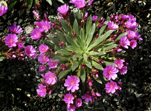 Lewisia 'Constant Comment'