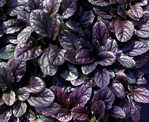 Ajuga 'Mahogany'