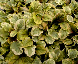 Ajuga 'Golden Glow'