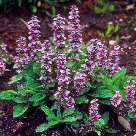 Ajuga 'Pink Surprise'