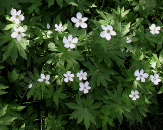 Anemone canadensis