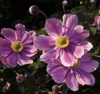 Anemone 'September Charm'