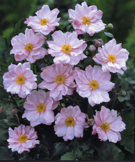 Anemone 'Queen Charlotte'