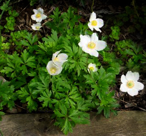 Anemone sylvestris