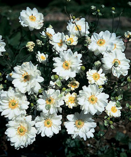 Anemone 'Whirlwind'