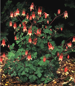 Aquilegia canadensis 'Little Lanterns'