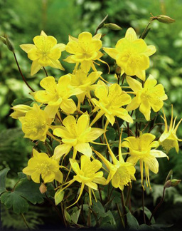Aquilegia chrysantha 'Denver Gold'